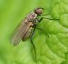 Botanophila fugax